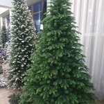 ЕЛЬ БОРЖОМСКАЯ