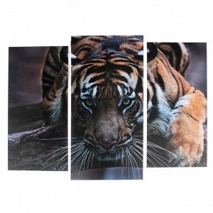 Модульная картина "Тигровый взгляд"  (2-25х52; 1-30х60) 60х80 см 3981650