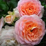 Роза Концерто 94 (Шраб) 1шт (Сиб сад)