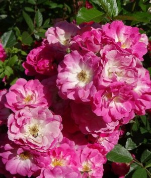 Дегенхарт (DEGENHART) морозоустойчивость до - 23°С

Незабываемая роза цветущая | Луковицы, рассада и саженцы