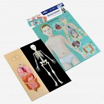 Игра магнитная &quot;Анатомия&quot;. Серия Магнитные истории (европодвес, 3х10шт)