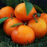 🍊 Аскорбинка и Ко! Подарок всем