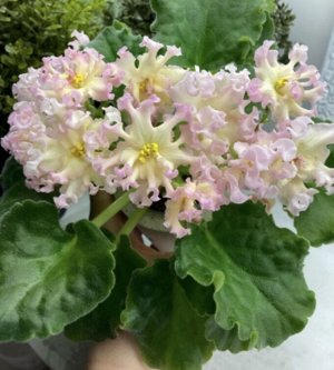 Фиалка АВ-Аромат Дыни