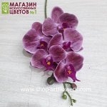 Орхидея Фаленопсис (5 цветков), new