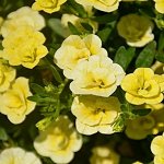 Калибрахоа Oro Double Yellow