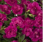 Калибрахоа Aloha Double Purple
