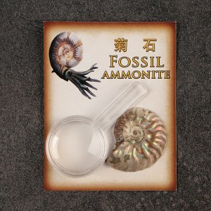 Набор коллекционный сувенирный «Аммониты»