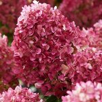Гортензия метельчатая Литтл рози