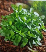 Мята Basil