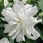 Лилия Восточная Lotus Ice (12/14 ) (Код: 92920)