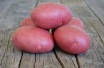 Картофель Лабелла 1 репродукция (Россия)