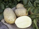 Картофель Аризона Элита (Россия)