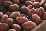 Картофель Фаворит 1 репродукция (Россия)