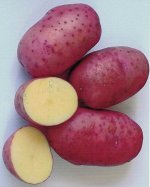 Картофель Сокур 1 репродукция (Россия)