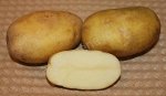 Картофель Юбилей Маршала Жукова 1 репродукция (Россия)