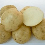 Картофель Былина Сибири 1 репродукция (Россия)