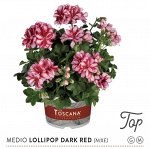 плющелистная Toscana Medio Lollipop Dark Red (Nixe)