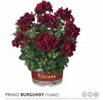 плющелистная Toscana Primo Burgundy (Tomke)