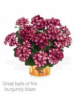 плющелистная Great Balls of Fire Burgundy Blaze