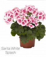 межвидовая Sarita White Splash