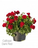 межвидовая Toscana Calliope Dark Red
