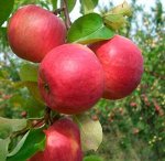 ШКОЛЬНЫЙ САД- ЛЮБОЙ ДАЧНИК БУДЕТ РАД! Предзаказ 50%