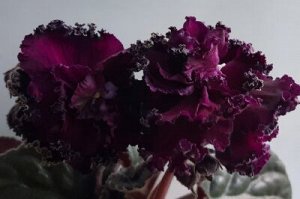 Цветы от FEViolets Фиалка ПТ-Гузерипль, новинка!