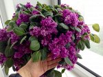 Детка сенполии  Река Енисей
