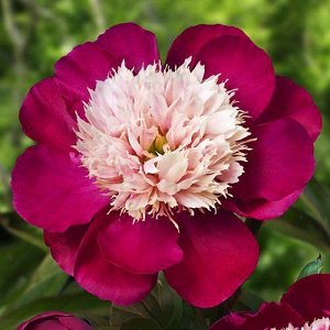 Вайт Кэп * Густо-красно-розовый, в середине цветка шар из практически белых стаминодий, ароматный, цветение обильное, средний