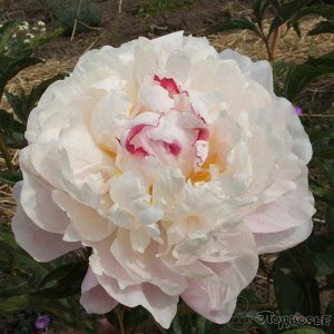 Вог Махровый, огромный, светло-розовый, по мере цветения изменяется на белый, аромат восхитительный, цветение обильное, средне-ранний