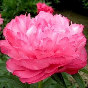 Джокер  * Необычный цветок-хамелеон диаметром 18 см. Соцветия сначала темно-розовые, затем светлеют по краям создавая эффект неравномерной каймы. Аромат тонкий, с приятной сладковатой ноткой.