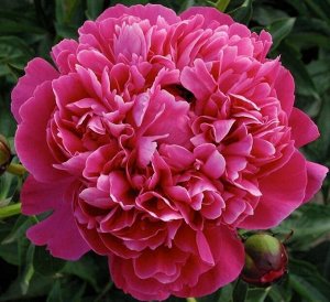 Канзас Махровый, розовидный, цветок плотный, красный с сиреневым отливом, в зависимости от погодных условий  могут меняться форма и окраска цветка. Диаметр цветка 20 см. Цветение обильное, бутон хорош