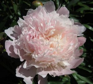 Печер Срок цветения среднеранний. Цветок махровый, нежного бело-розового цвета диаметром до 19 см. Внешние лепестки широкие. Стебли сильные. Ароматный.