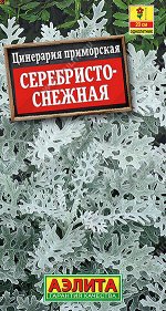 Цинерария Серебристо-снежная