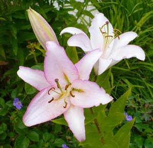 Милессимо Луковицы лилии восточной Милессимо (Lilium hybrid oriental Milessimo) — это изысканное сочетание благородных оттенков. Украшением этого сорта становятся крупные (до 22 см в диаметре) светлые