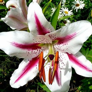Хотспот Луковицы лилии восточной Хотспот (Lilium Oriental hybrid Hotspot) — выгодное приобретение для ценителей ярких контрастов. Цветы этого сорта крупные (до 20 см в диаметре), белые с малиновыми пр