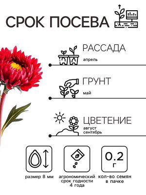Семена Астра Матсумото Дебют, смесь окрасок , 0,2г