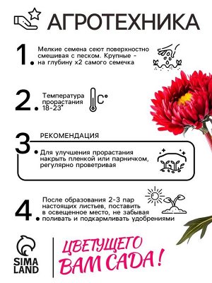 Семена Астра Матсумото Дебют, смесь окрасок , 0,2г