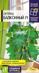 Огурец Балконный F1 5 шт. УРОЖАЙ НА ОКНЕ!