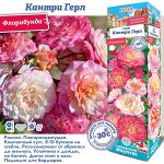 Роза Кантри Герл (Флорибунда) 2 разбор 1шт (Сиб сад)