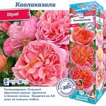 Роза Каоликазали (Шраб) 2 разбор 1шт (Сиб сад)
