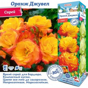 Роза Оранж Джувел (Спрей) 1шт