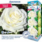 Розы чайно-гибридные