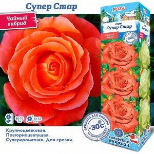 Роза Супер Стар (Чайно-гибридная) 1шт (Сиб сад)