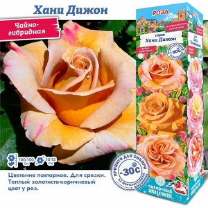 Роза Хани Дижон (Чайно-гибридная) 1шт (Сиб сад)
