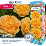 Роза Леа Туту (Шраб) 2 разбор 1шт