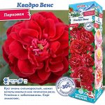 Роза Квадро Венс (Канадская) 2 разбор 1шт (Сиб сад)