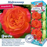 Роза Мидсаммер (Флорибунда) 1шт (Сиб сад)