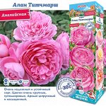 Роза Алан Титчмарш (Английская) 2 разбор 1шт