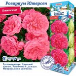 Роза Розариум Ютерсен (Плетистая) 2 разбор 1шт (Сиб сад)